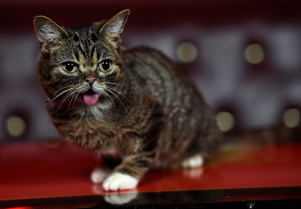 Lil BUB sitting on a red surface looking sweetly to the side