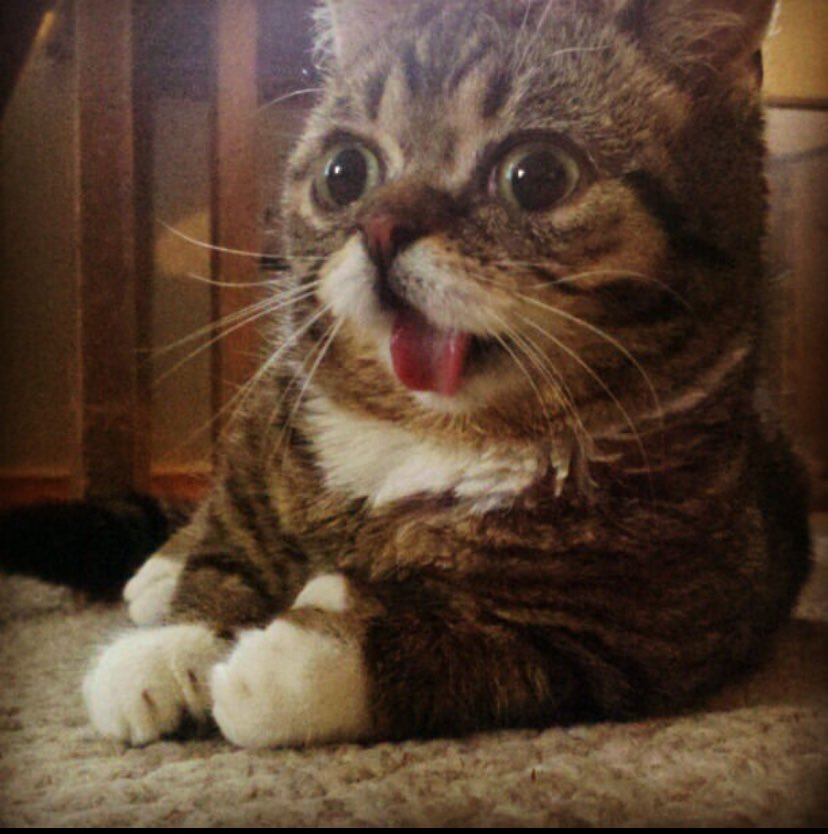 Lil BUB looking upward with wonder