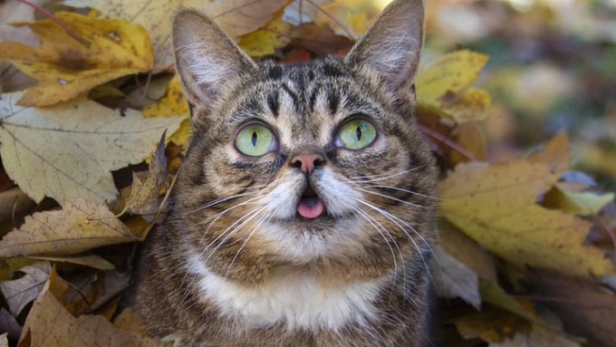 Lil BUB peeking from autumn leaves with tongue out